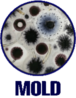 MOLD REMEDIATION