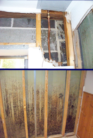 hidden mold damage mold damage remediation mold testing