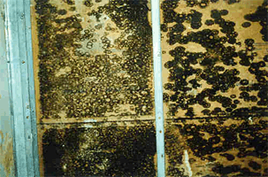 Stachybotrys black mold toxic mold
