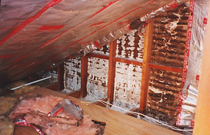 Remove mold black mold removal toxic mold mold testing 